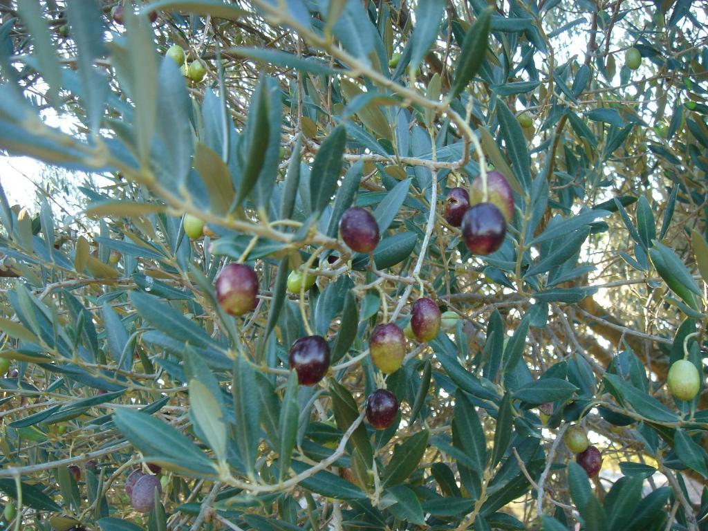 Mas Du Soleilla ξενώνας Ναρμπόν Εξωτερικό φωτογραφία